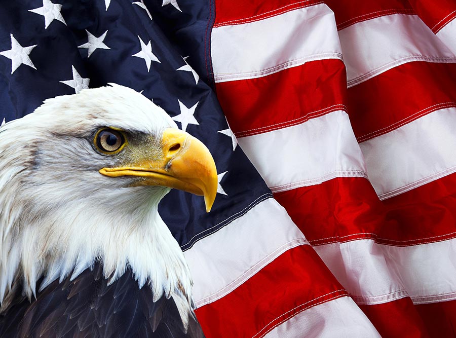 Bald Eagle with American Flag